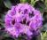 RHODODENDRON 'BLAUE JUNGS' 30-40CM C4
