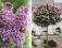 Lilak pospolity Syringa SENSATION na pniu 100-120