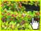 Irgi Drobnolistnej Idealna roślina okrywowa