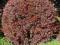 Berberis thunbergii 'Red Chief' - Berberys Thun.