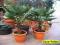 PALMA MROZOODPORNA SZORSTKOWIEC TRACHYCARPUS 110cm