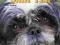 TRAINING YOUR SHIH TZU Joan Walker