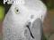 AFRICAN GREY PARROT Margaret Wright