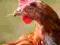 TALES FROM THE COOP: THE JOY OF EX-BATTERY HENS