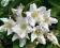 KRZEWUSZKA CANDIDA  BIAŁE KWIATY NIEWYMAGAJĄCA