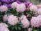 RHODODENDRON 'BRIGITTE' WIOSENNA OKAZJA !!!