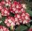 Rhododendron 'Ann Lindsay' - Rododendron DWUBARWNY
