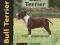 BULL TERRIER (DOG BREED BOOK) Bethany Gibson