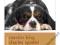 CAVALIER KING CHARLES - DOG EXPERT Lucy Koster