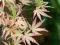 Acer palmatum 'Butterfly' - Klon palmowy 3- BARWNY