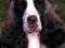 ENGLISH SPRINGER SPANIELS Tanya Ditto