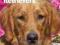 GOLDEN RETRIEVERS: A COMPLETE PET OWNER'S MANUAL