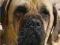 MASTIFFS (PET OWNER'S MANUALS) Kim Thornton