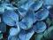 Hosta 'Love Pat' - Funkia NIEBIESKA PIĘKNOŚĆ !!! !