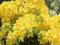 Rhododendron - Azalia 'Anneke' ŻÓŁTA !!!!!!! (1,5)