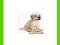 [MALAKO_PL] SCHLEICH GOLDEN RETRIVER SZCZENIAK