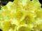 Rhododendron 'Goldkrone' - Różanecznik NOWOŚĆ !!!
