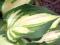 Hosta 'Island Charm' - Funkia CZARUJĄCA MINIATURA