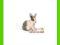 [MALAKO_PL] SCHLEICH KRÓLIK SIEDZĄCY NEW 2011