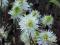 Fothergilla major - Fotergilla OGNISTY KRZEW !!!!!