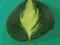 Hosta 'Warwick Comet' - Funkia