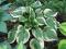 Hosta 'Ventricosa Aureomarginata' - FUNKIA ! ! ! !