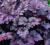 Heuchera 'Amethyst Myst' - Żurawka NOWOŚĆ !!! !!!