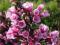 Weigela florida 'Nana Purpurea' - Krzewuszka cudow