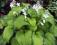 Hosta 'Bright Light' - FUNKIA ( ZŁOTO-NIEBIESKA )