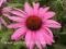 Echinacea purpurea 'Magnus' - Jeżówka purpurowa