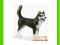 [MALAKO_PL] SCHLEICH PIES HUSKY