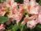 Rhododendron 'Orangina' - Rododendron NOWOŚĆ (1,5)