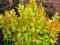 Berberis thunbergii 'Goldenrod' - Berberys ZŁOTY !