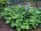 FUNKIA - Hosta 'Gold Regal'