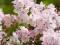Deutzia purpurascens 'Kalmiiflora' - Żylistek 1,5