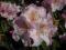 Rhododendron 'Simona' - Różanecznik wielkokwiatowy