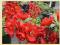 Chaenomeles jap. 'Crimson and Gold' - Pigwowiec