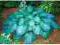 Hosta 'Spilt Milk' - FUNKIA 'ROZLANE MLEKO' ! ! !