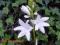Hosta 'Grandiflora' PORCELANOWE WONNE KWIATY !!! !