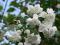 Philadelphus 'Virginal' - Jaśminowiec 'Virginal'