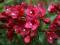 Weigela 'Eva Rathke' - Krzewuszka HiT !! !! !! !!