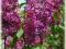 Syringa vulgaris 'Ludwig Spaeth' - Bez zwyczajny