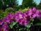Rhododendron 'Libretto' - Różanecznik NOWOŚĆ !! !!