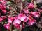 Weigela florida 'Alexandra' - Krzewuszka cudowna !