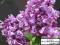 Syringa vulgaris 'Mrs. Edward Harding' - Lilak BEZ