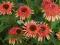 04 Echinacea Secret Desire  - jeżówka zakwitnie