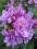 RHODODENDRON 'FASTUOSUM FLORE PLENO ' 30CM C4
