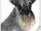 MINIATURE SCHNAUZER (BEST OF BREED) Childerley