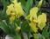 IRYS NISKI żółty - wieloletnia niska bylina