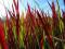 Imperata cylindryczna Red Baron Duże sadzonki!